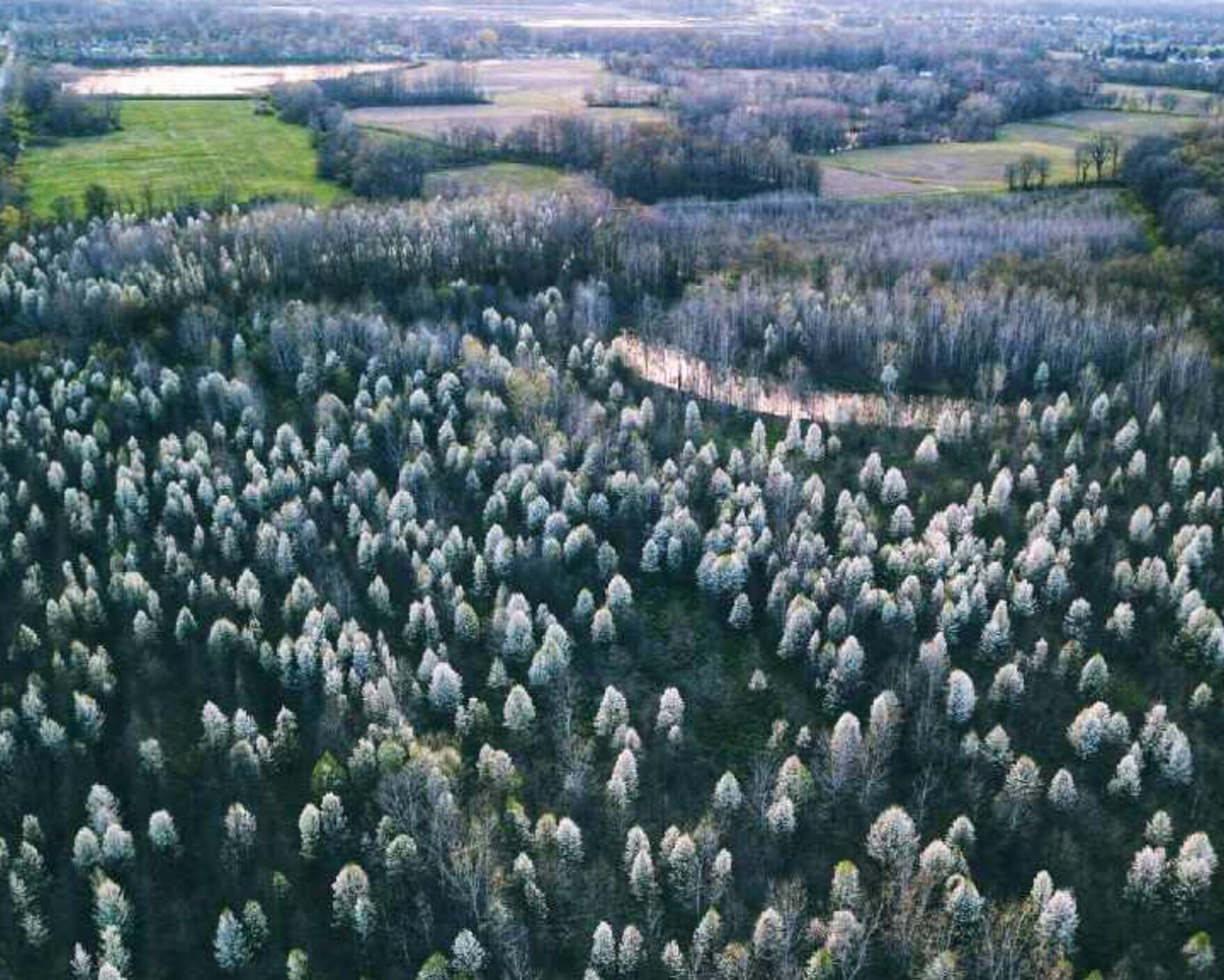 aerial view of Callery pear infestation