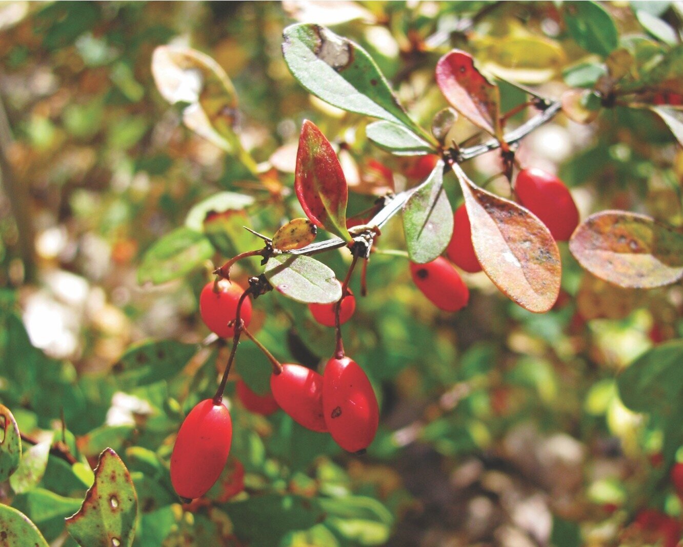 Japanese barberry foliage and fruits