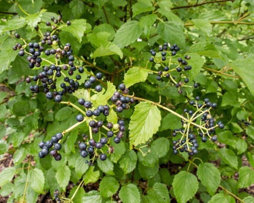 arrowwood viburnum fruits