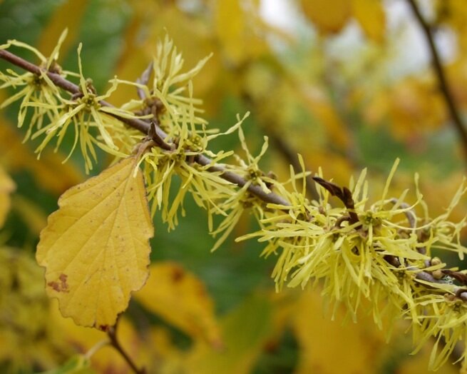  American Witchhazel flowers and fall foliage