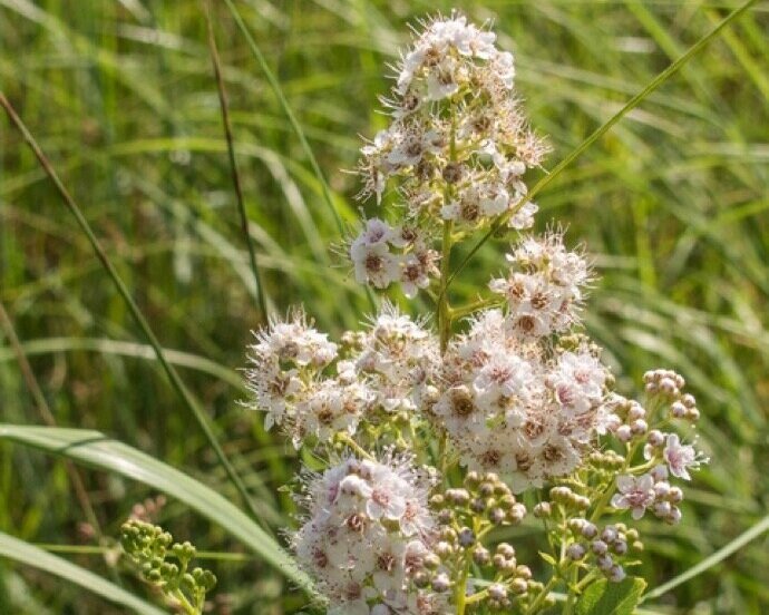 Meadowsweet flowers