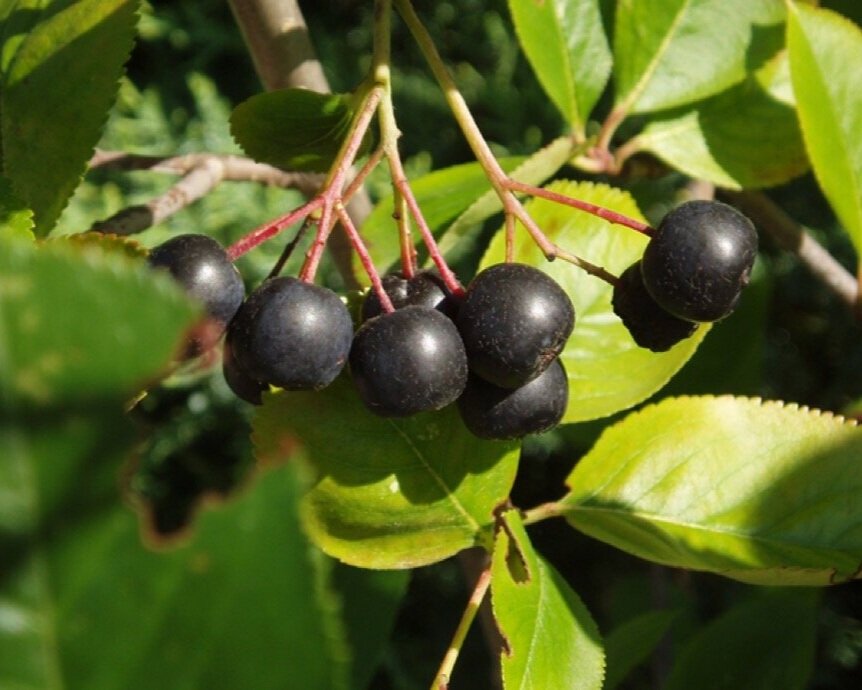 Black chokeberry fruits