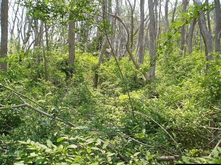 INDIANA INVASIVE SPECIES WEEK - DAY 5