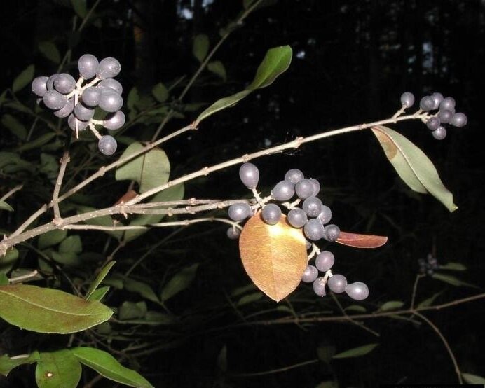 Blunt leaved privet mature fruit