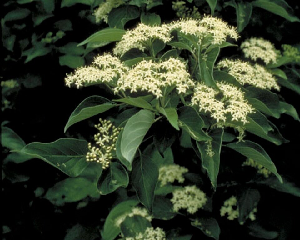 Gray dogwood in flower