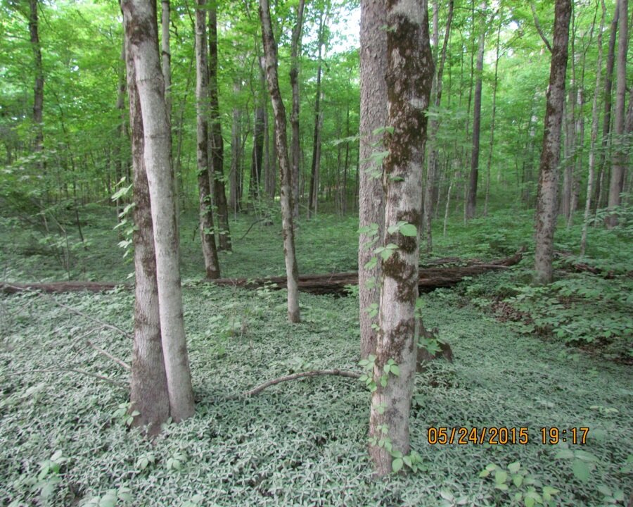 Forest understory dominated by common periwinkle