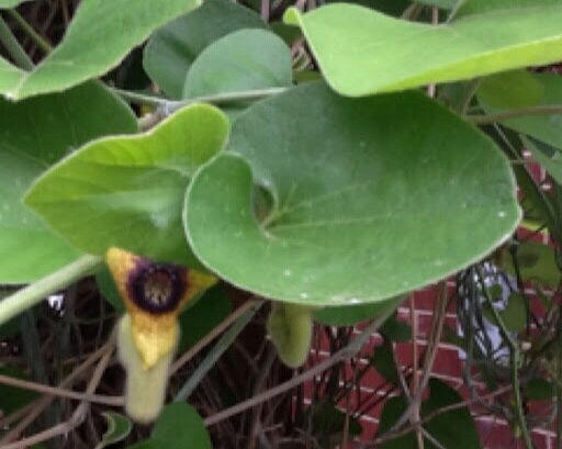 wooly Dutchman's pipevine