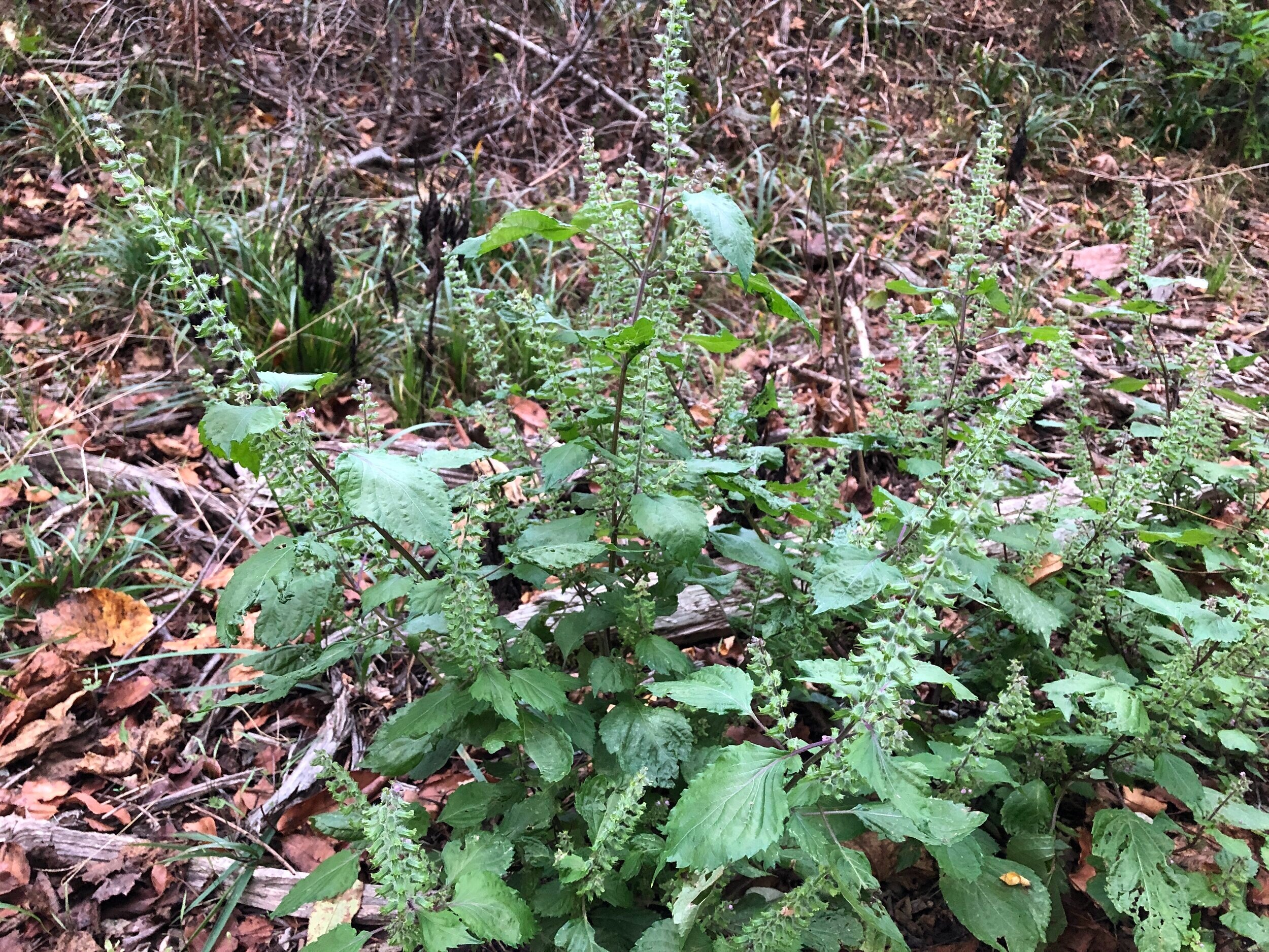 Beefsteak Plant