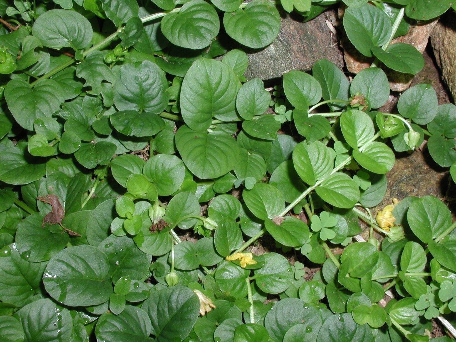 Moneywort