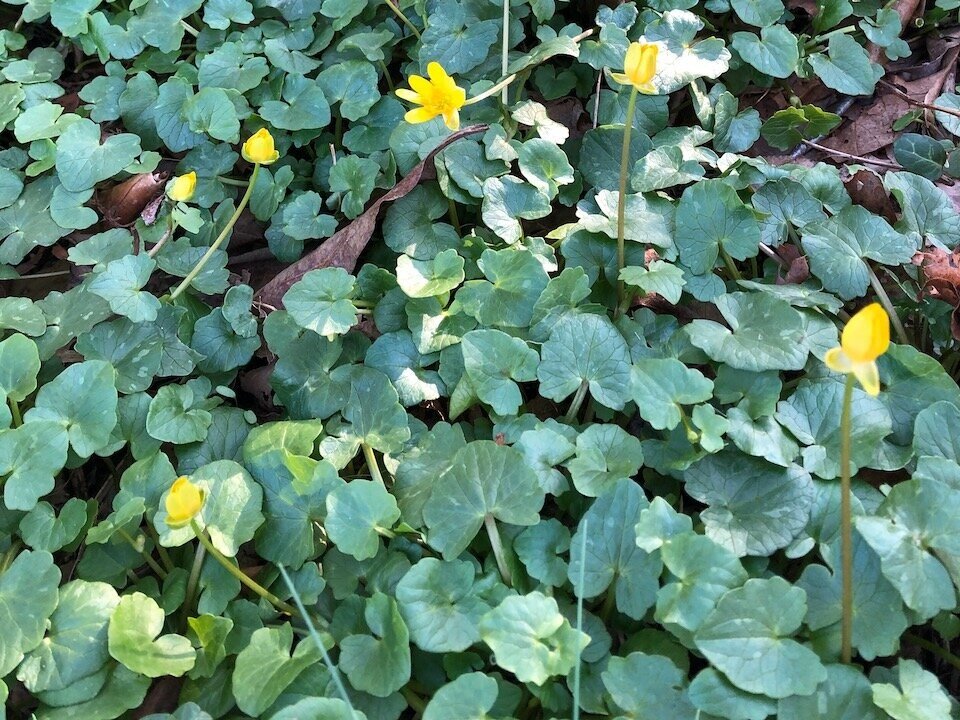 Lesser Celandine