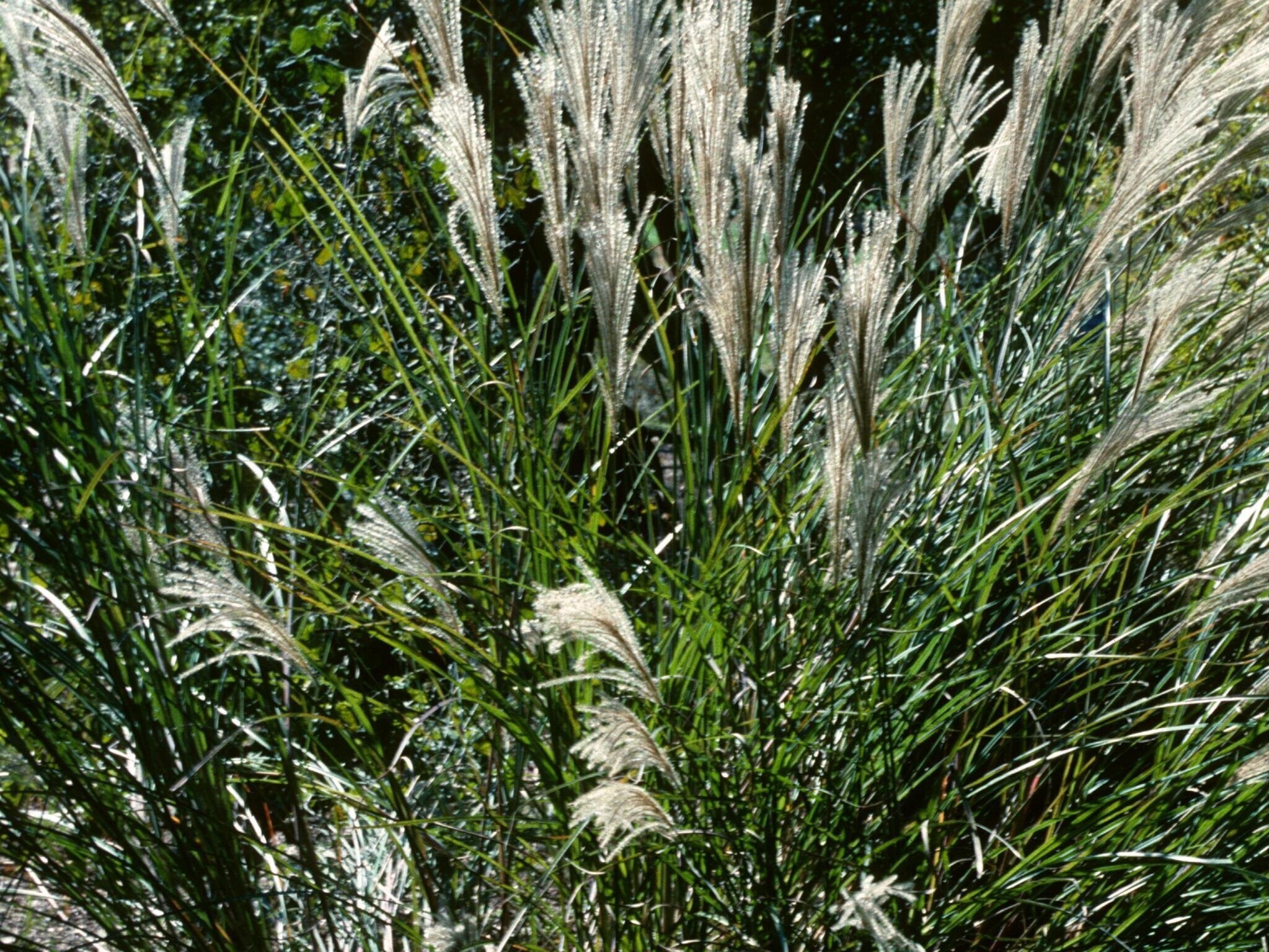 Chinese Maiden Grass