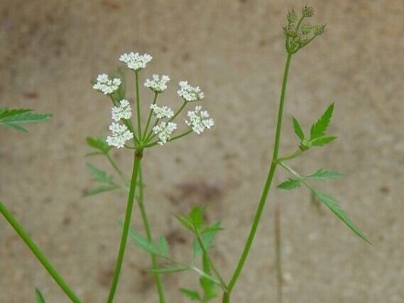 Japanese Hedge Parsley