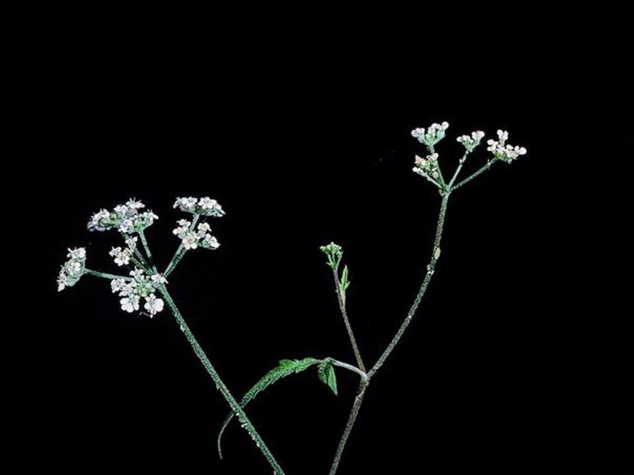 Spreading Hedge Parsley