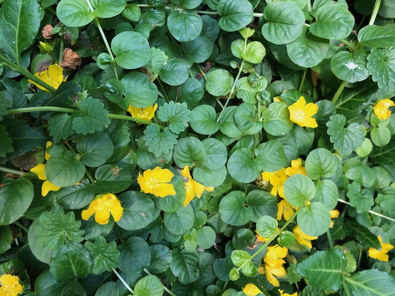 Moneywort in flower