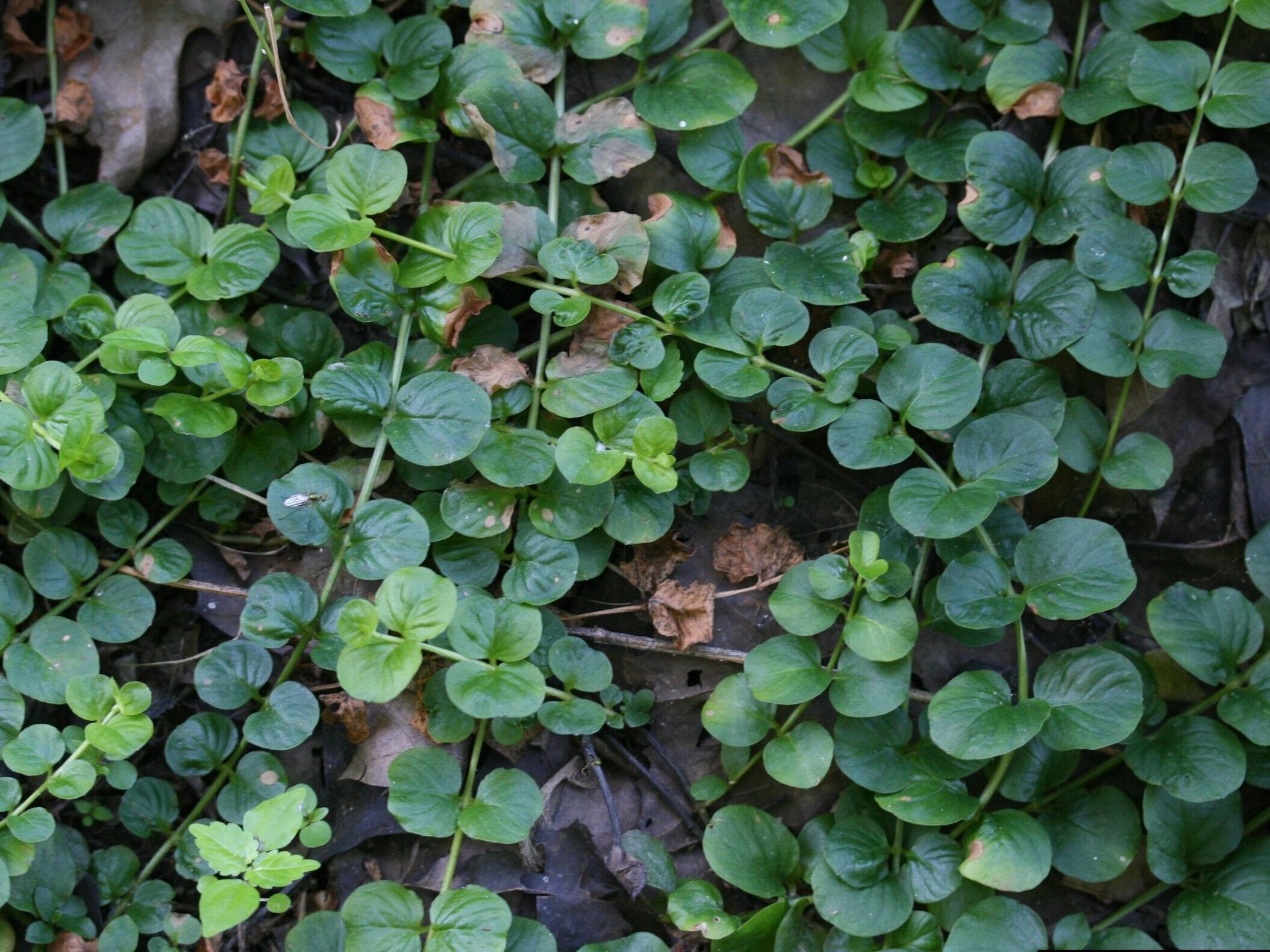 Moneywort foliage and stems