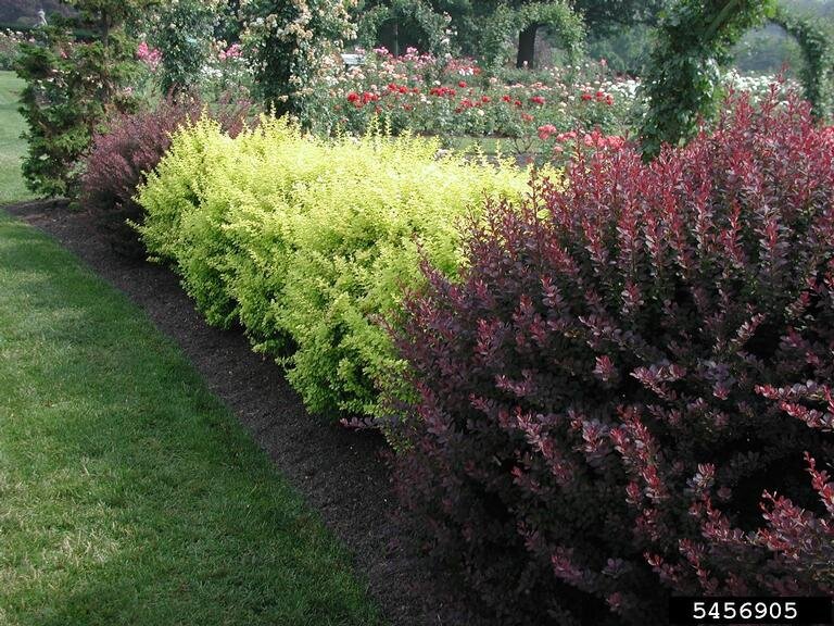 Japanese barberry cultivars in landscaping