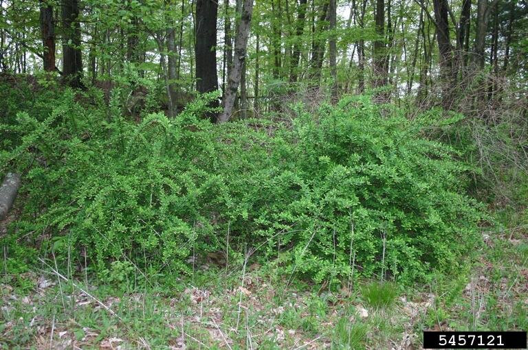 Japanese barberry infestation