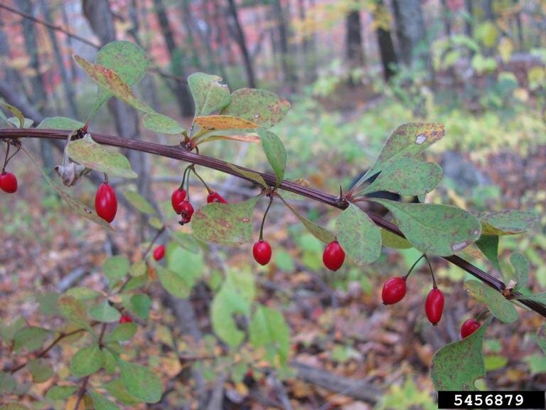 Japanese barberry fruit &amp; fall foliage