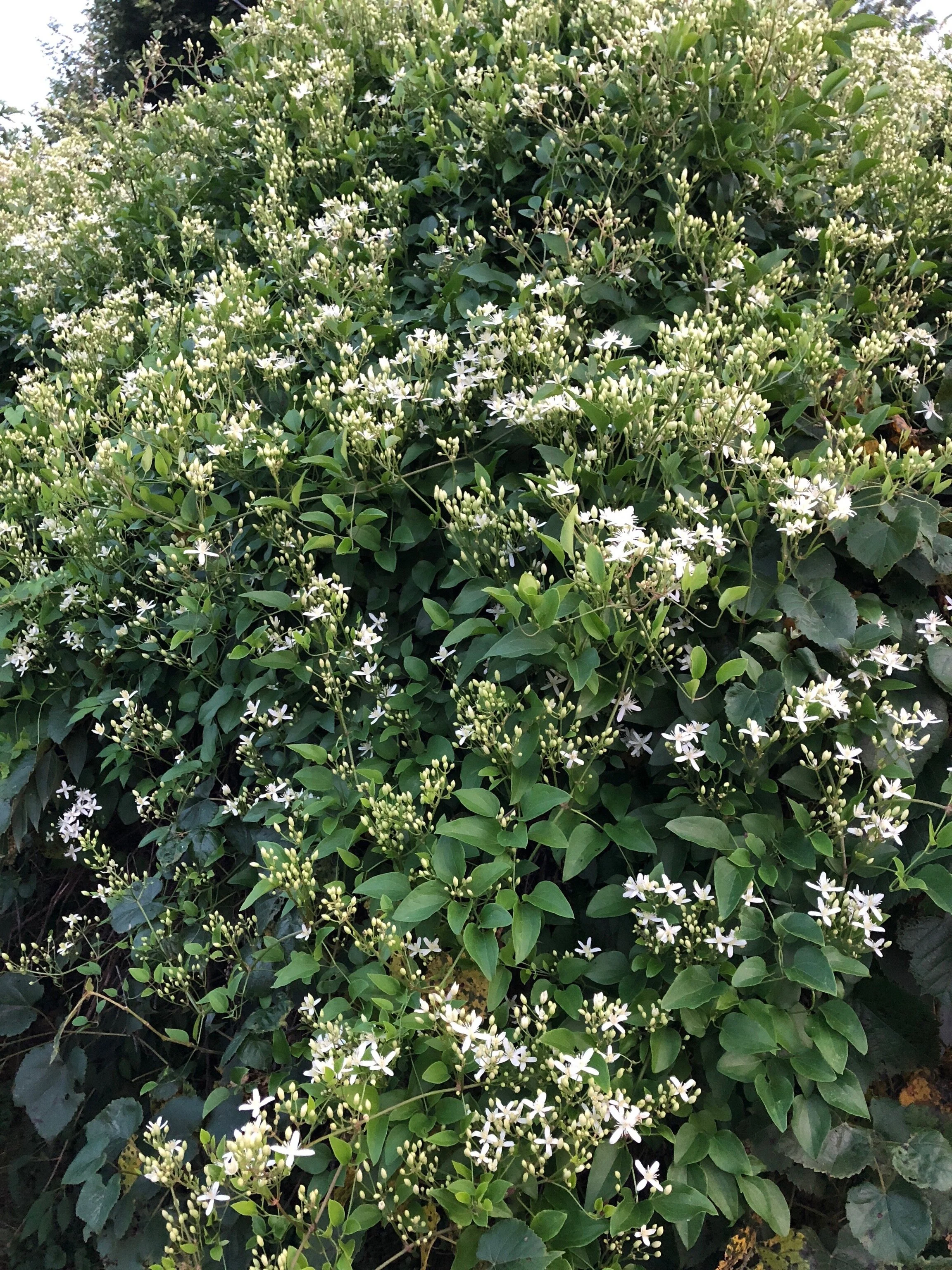 News Southern Indiana Cooperative Invasives Management