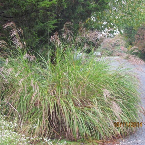 Chinese silvergrass on roadside