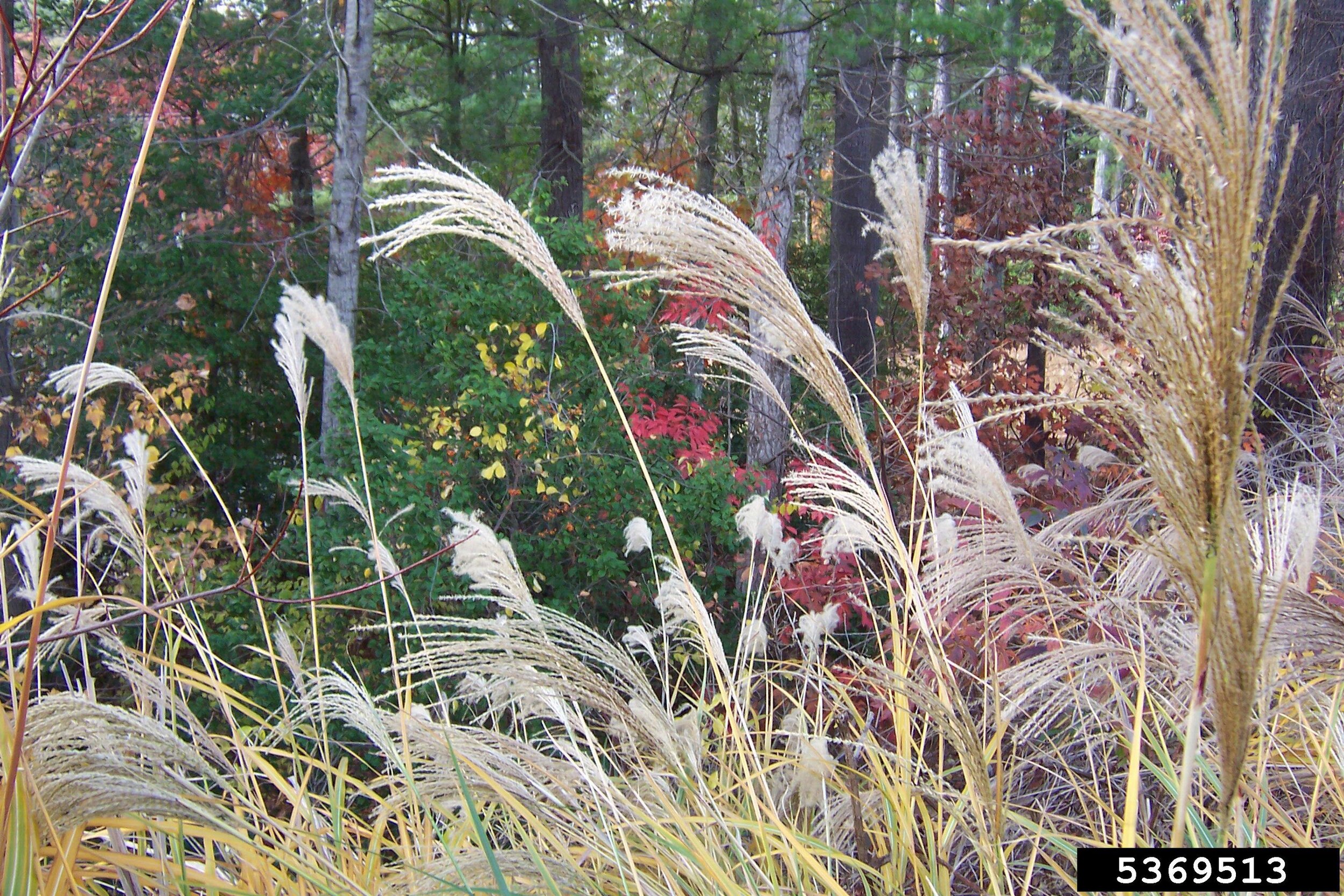 Chinese silvergrass seedheads in fall