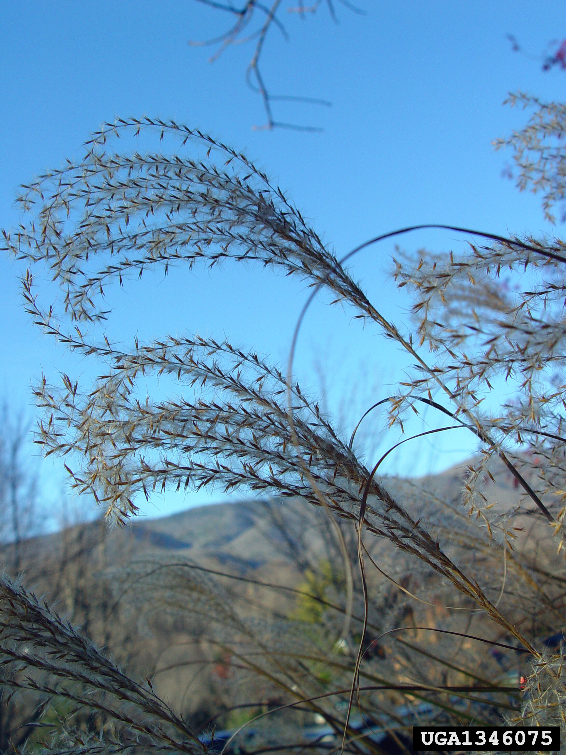 Close up on Chinese silvergrass seedheads