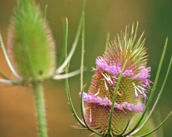 Common teasel flower