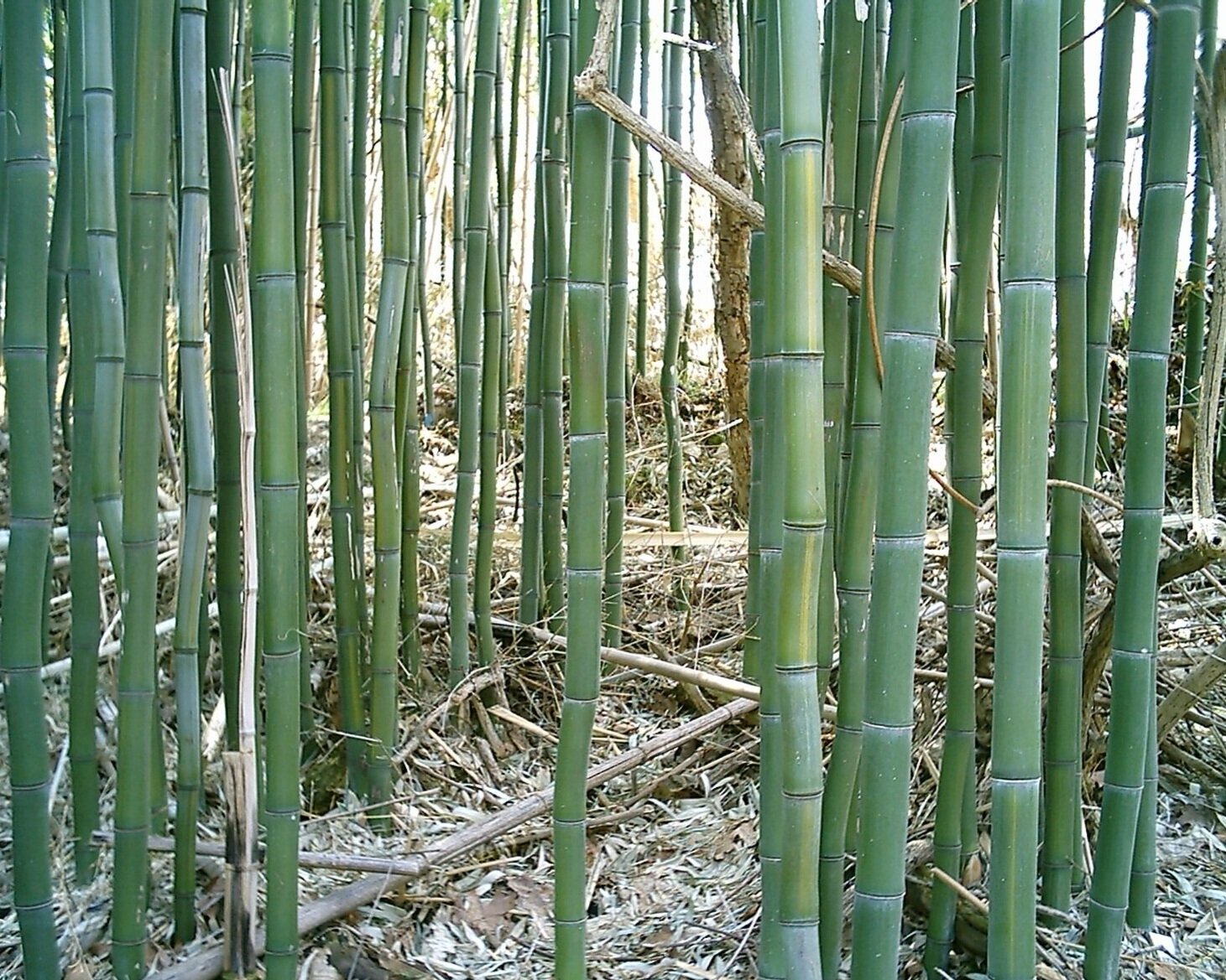 yellow groove bamboo stalks