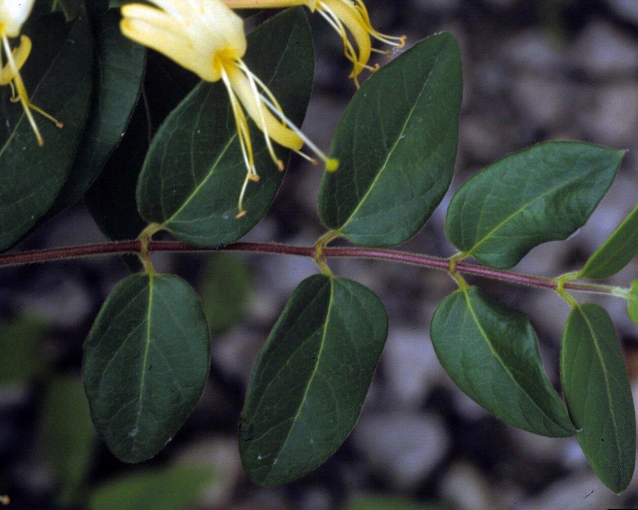 Japanese honeysuckle foliage 