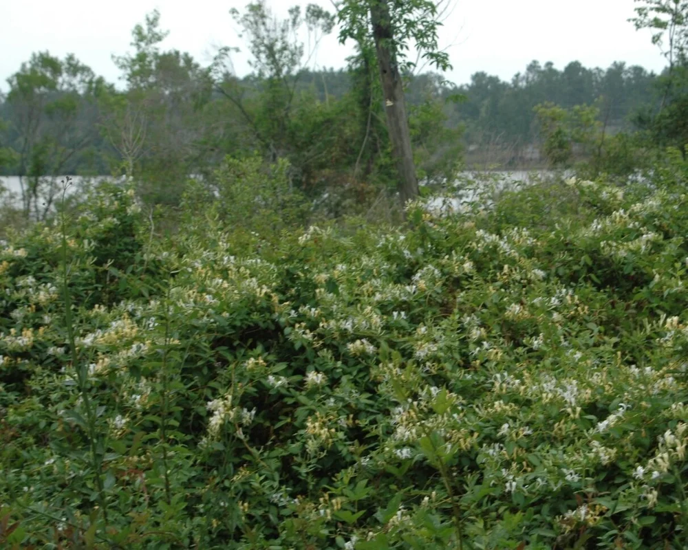 February 2021 Invasive Plant of the Month: Japanese Honeysuckle  State of  Indiana Cooperative Invasives Management