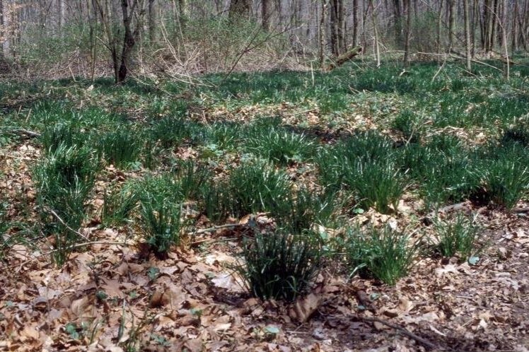 Star of Bethlehem infestation