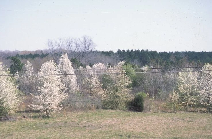 April 2021 Invasive Plant of the Month