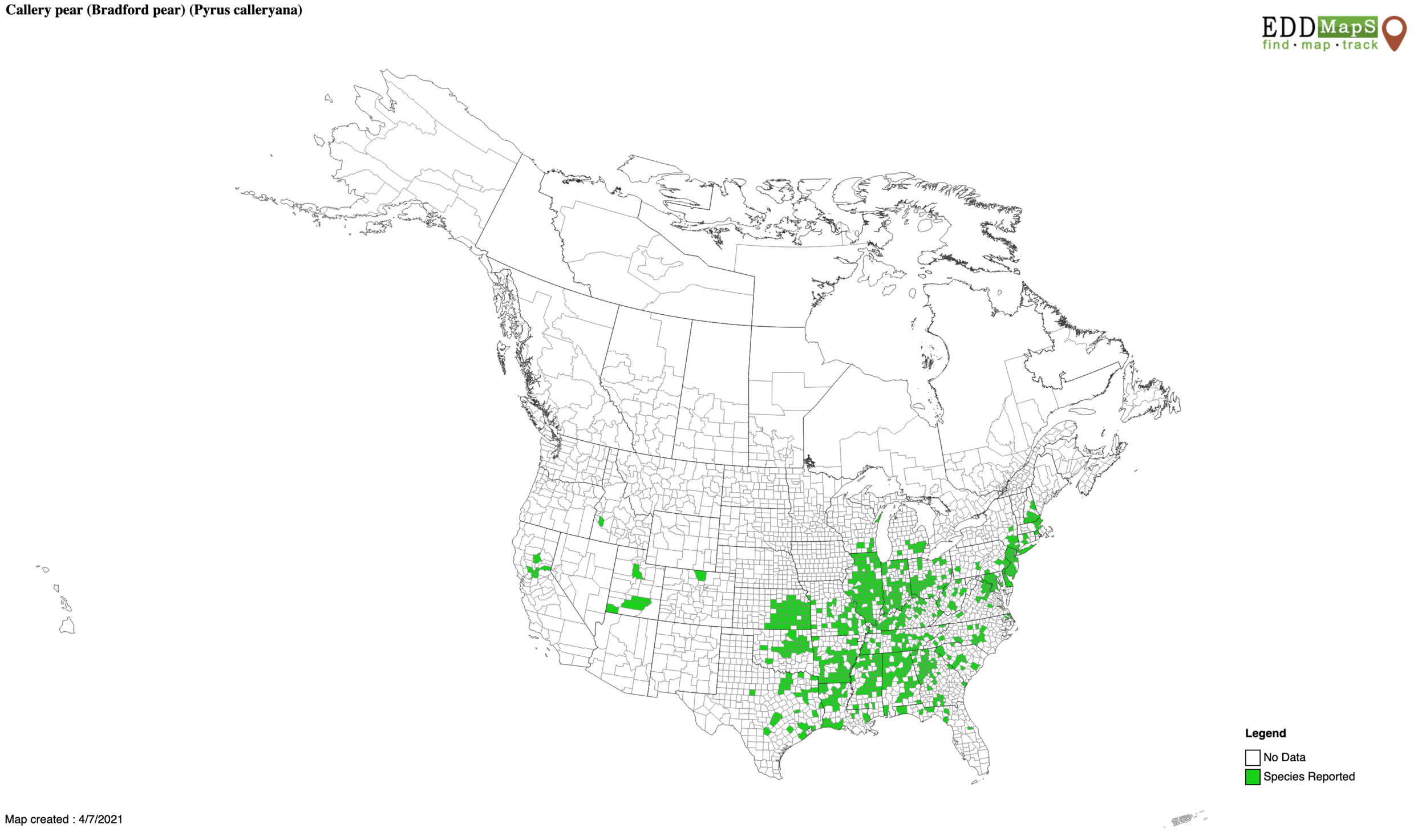 Callery pear distribution 
