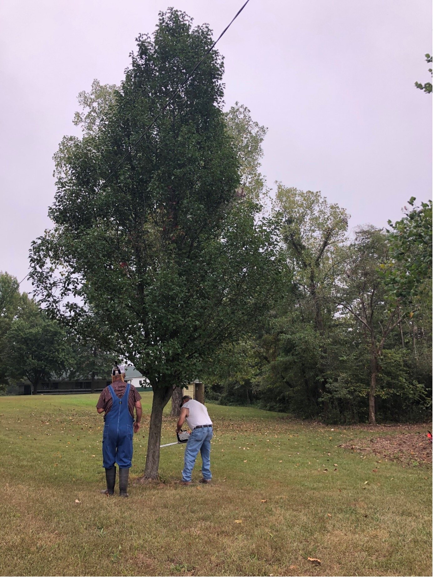 Cutting down a Callery pear without hesitation