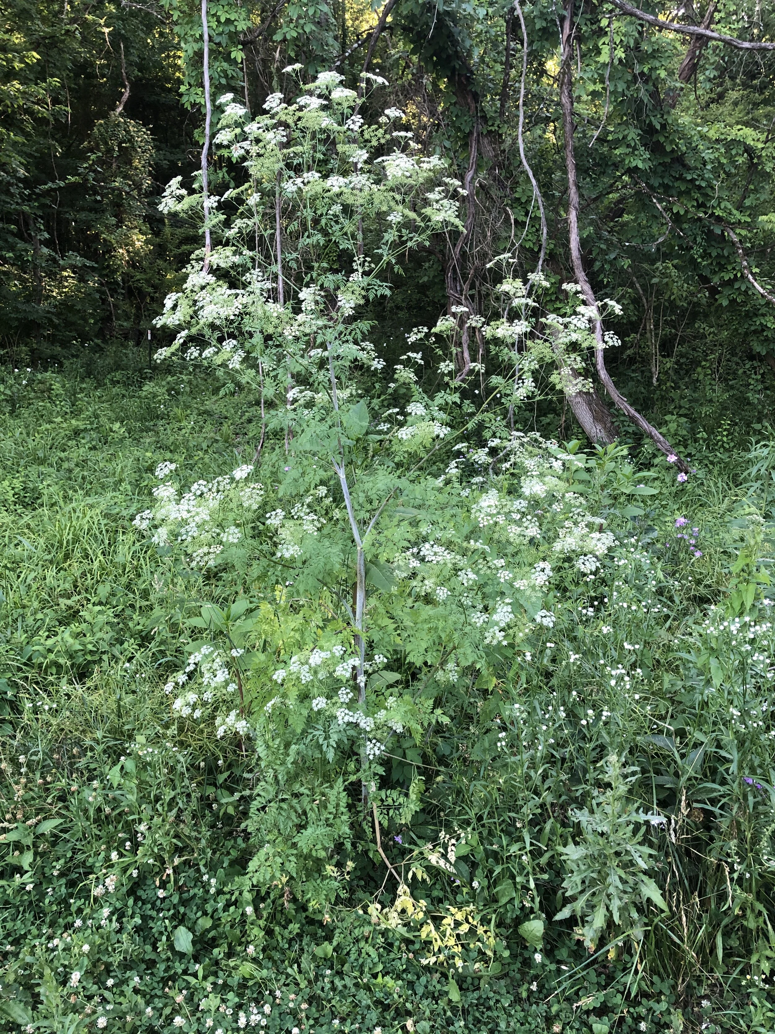 May 2021 Invasive Plant of the Month