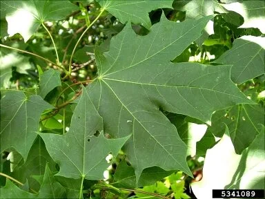 June 2021 Invasive Plant of the Month