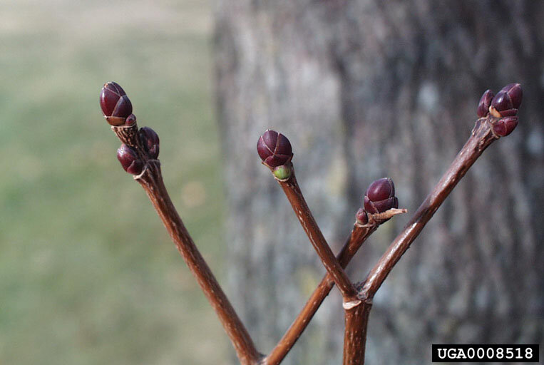 Norway maple buds