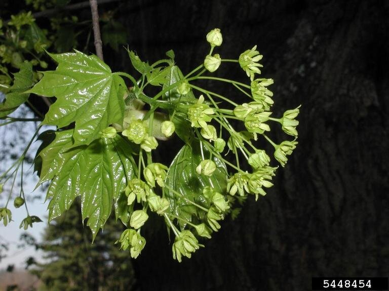 Norway maple inflorescence