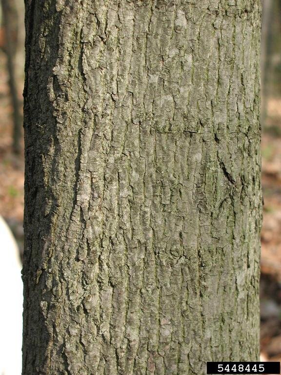 Norway maple bark