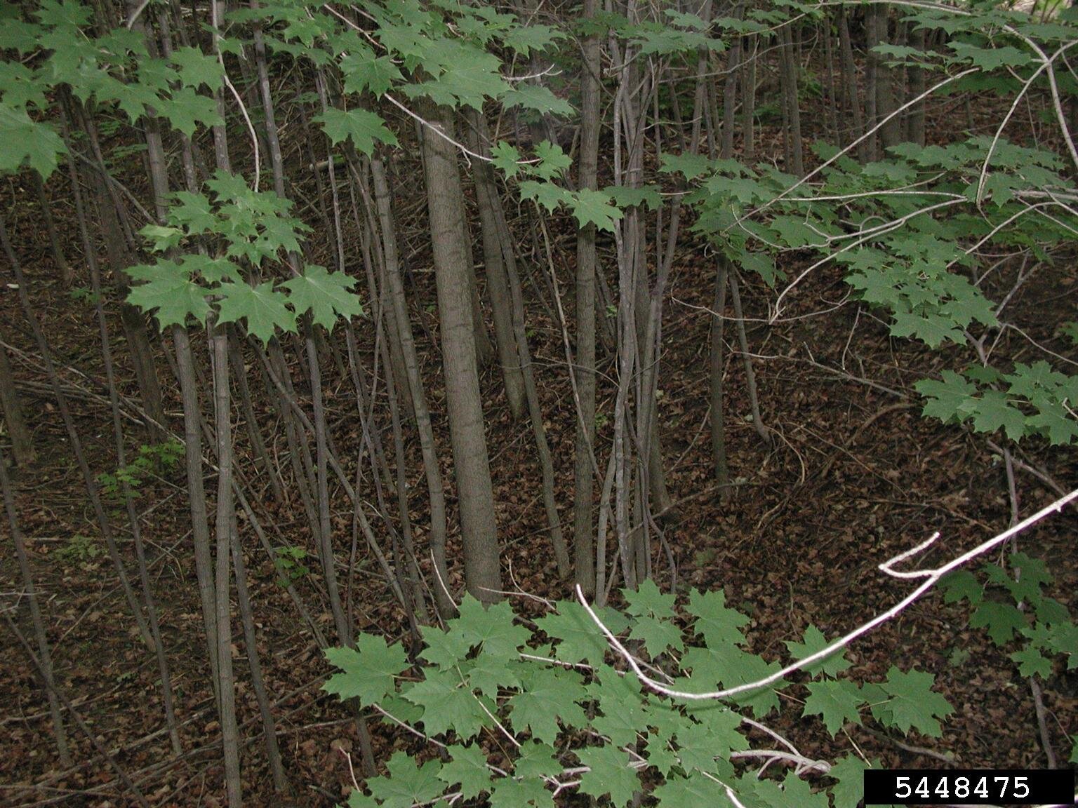 Norway maple spreading through woodland understory