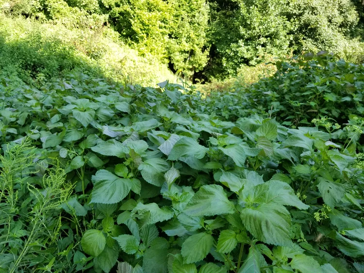 July 2021 Invasive Plant of the Month  State of Indiana Cooperative  Invasives Management