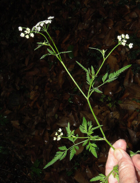 Spreading hedge parsley leaves and flowers