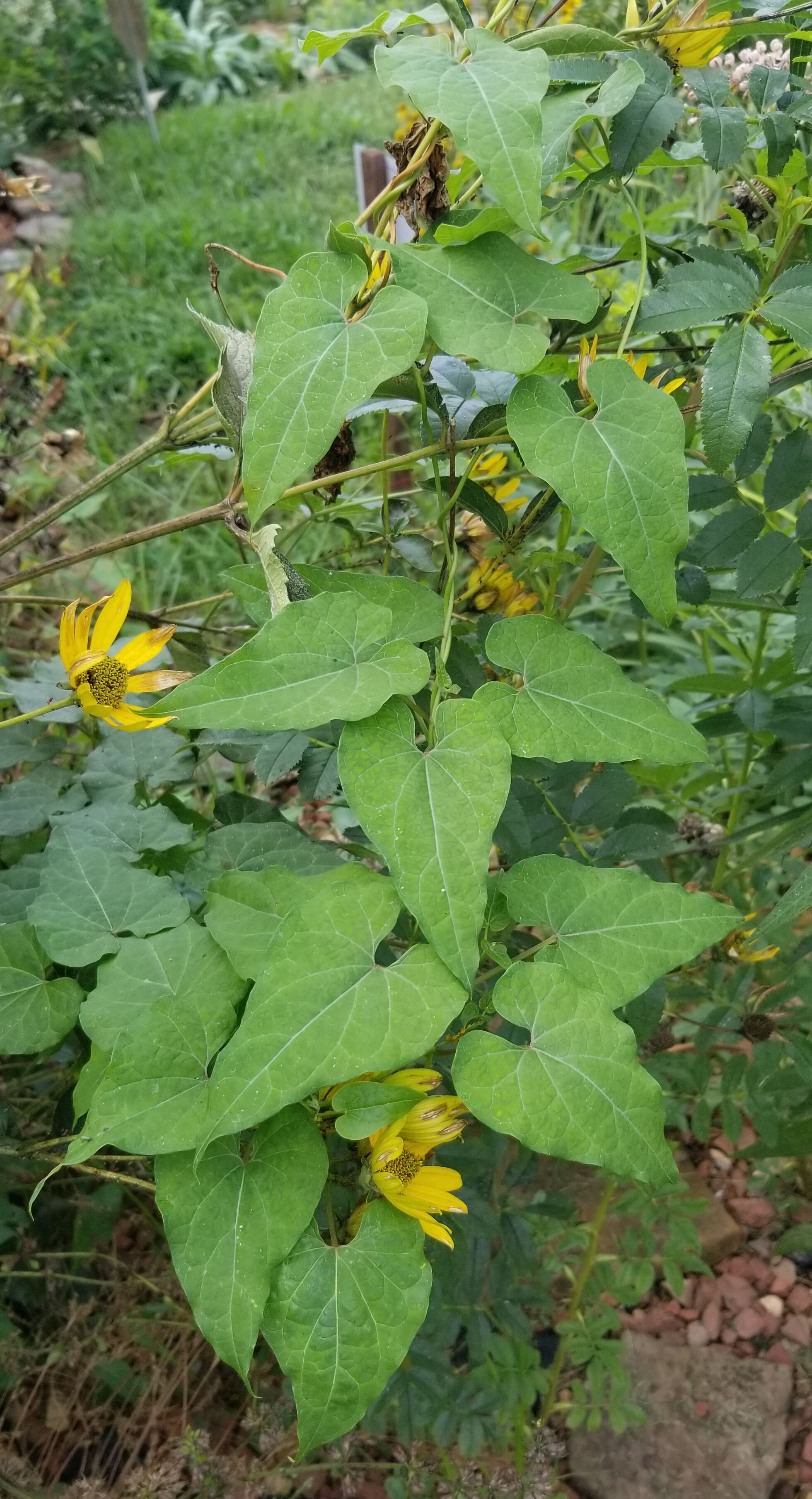 Native look-a-like, honeyvine milkweed leaves