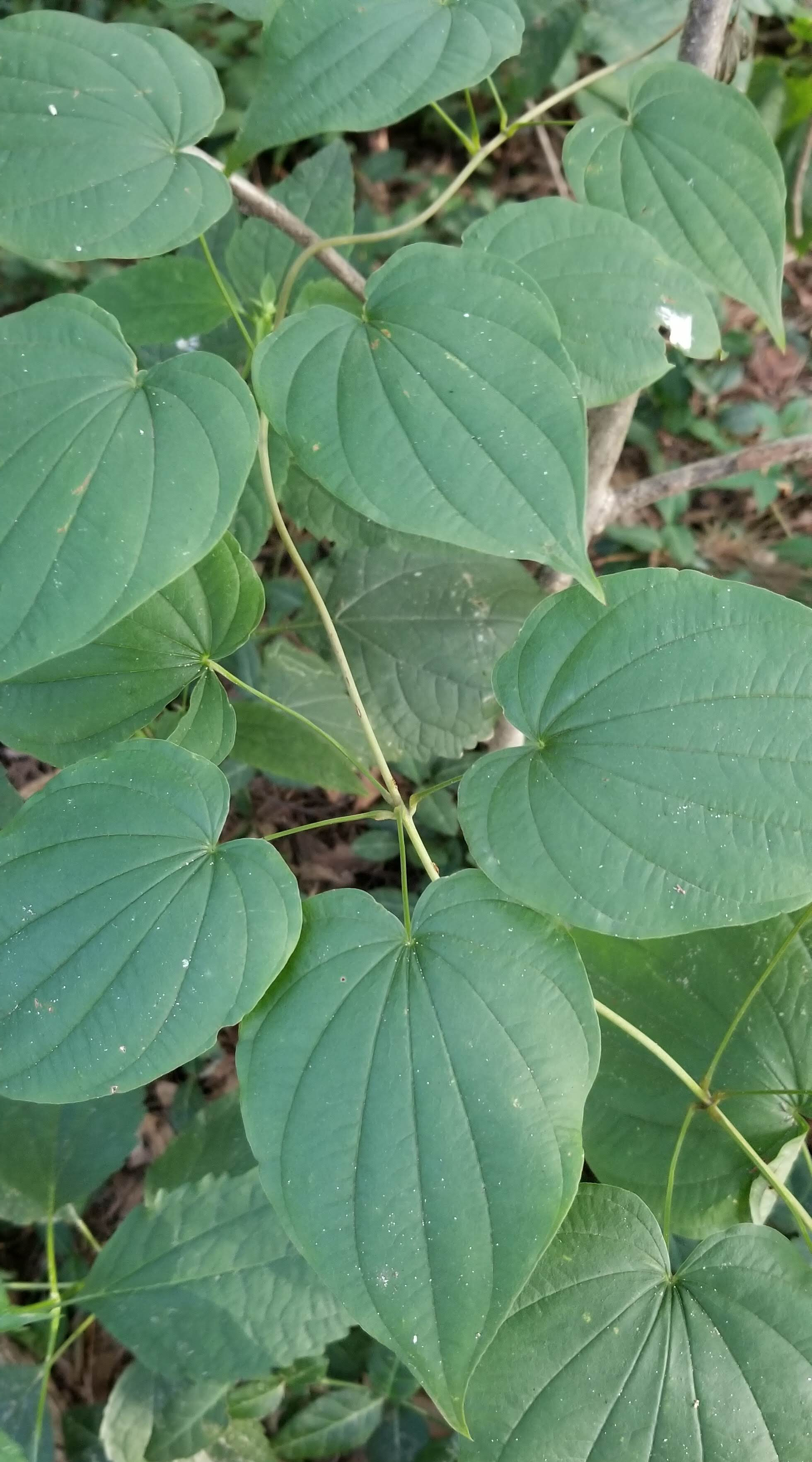 Native look-a-like, wild yam leaves