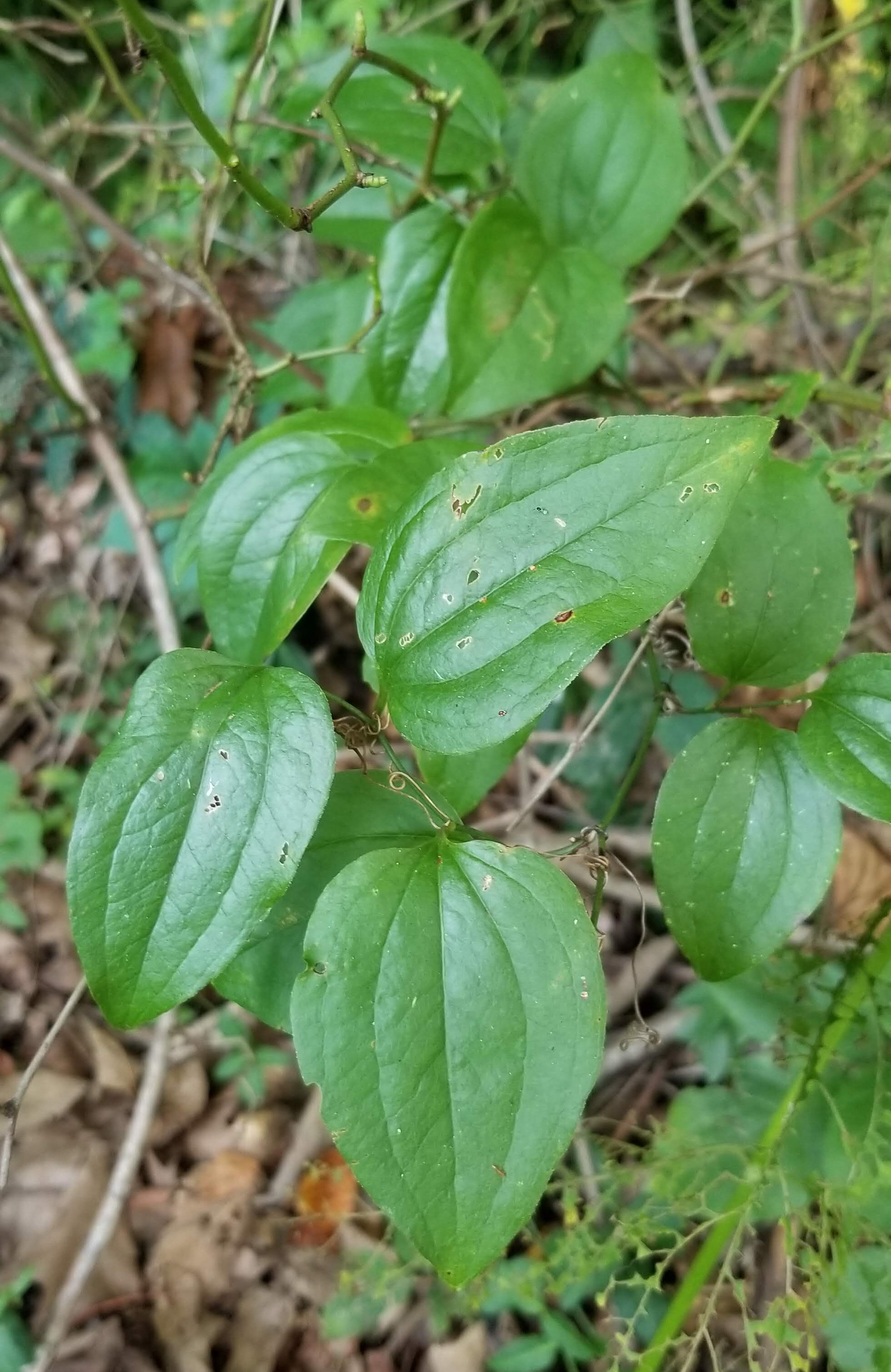 Native look-a-like, greenbriar leaves