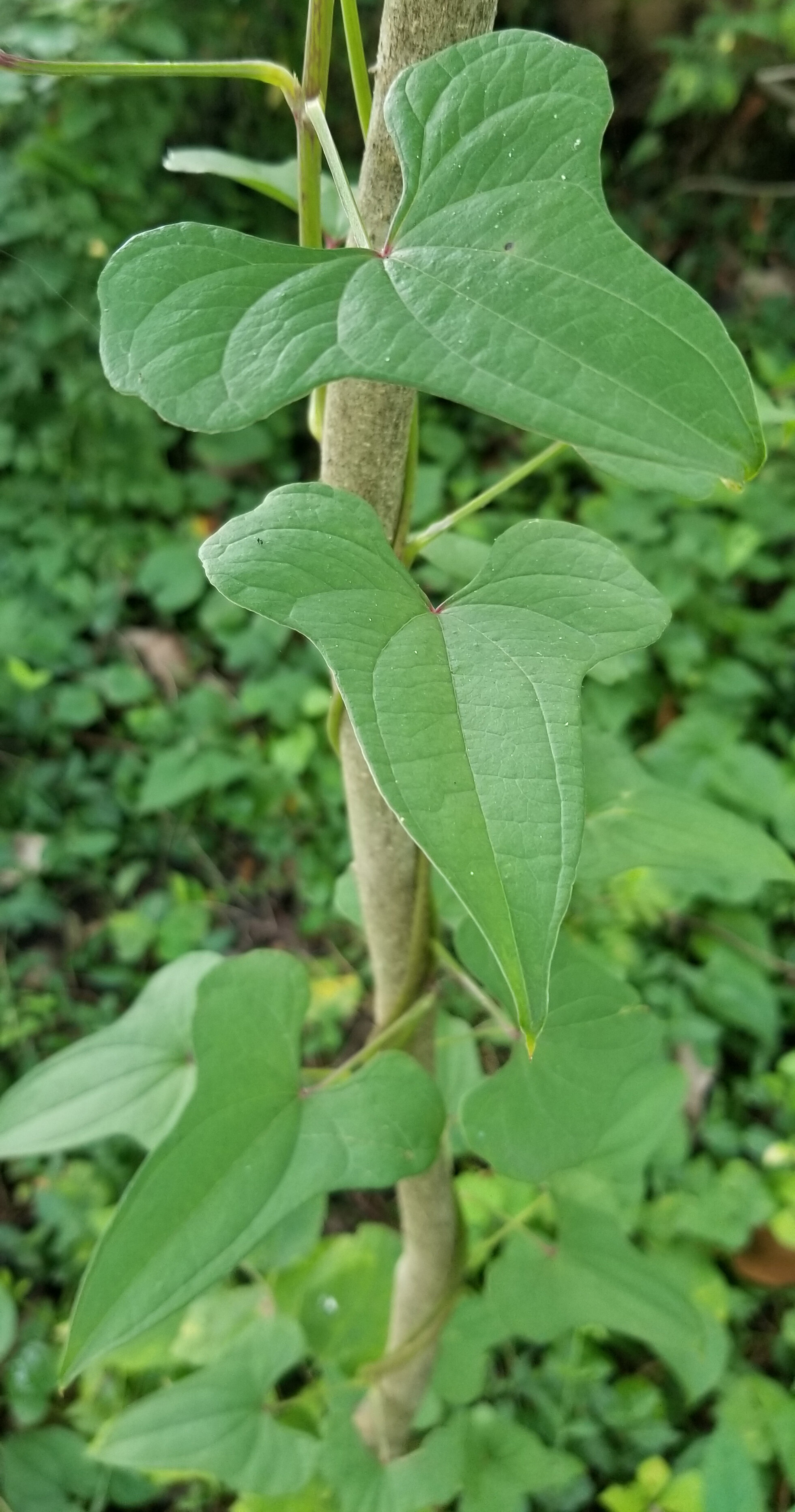Chinese yam leaves