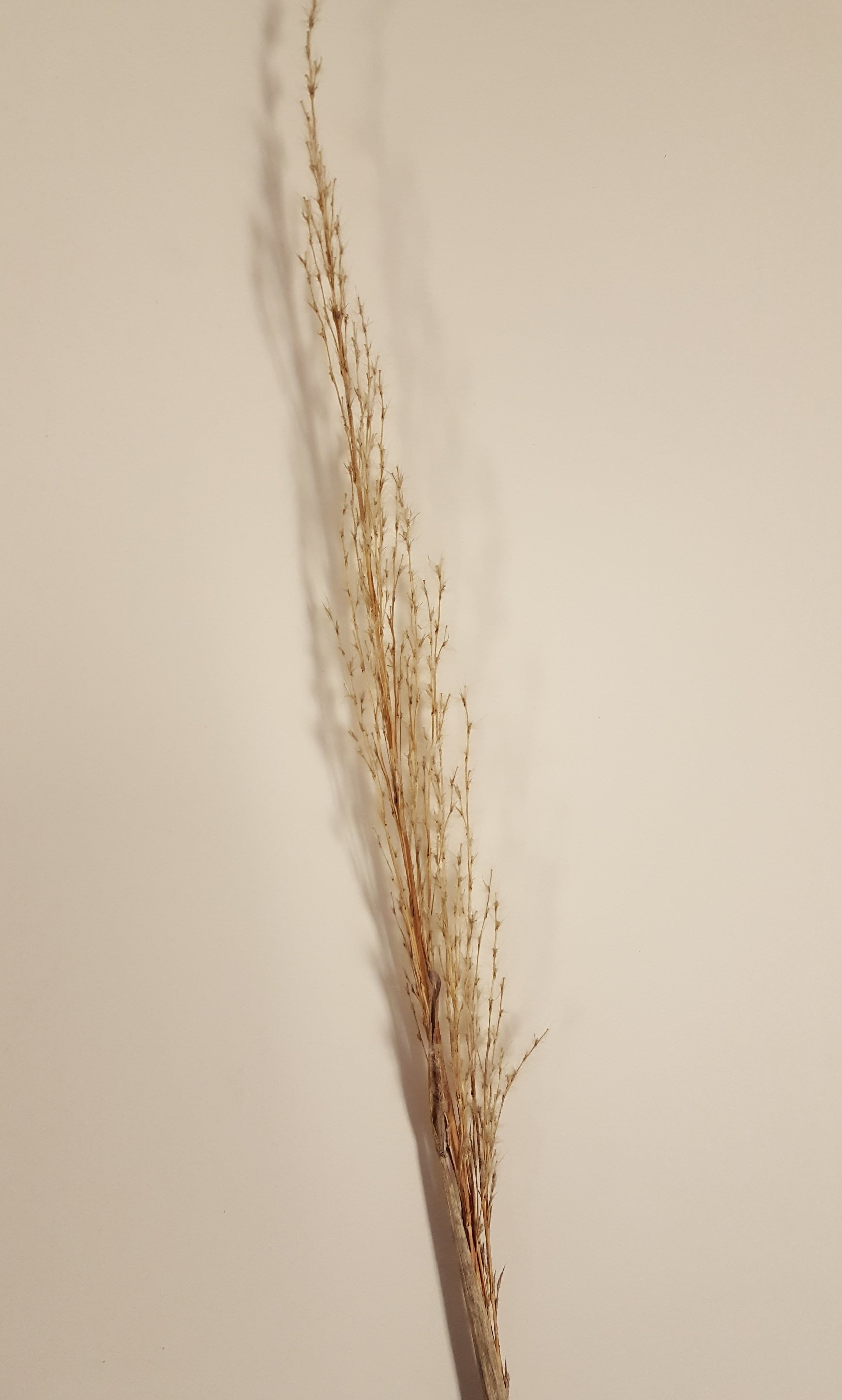 The dormant seed head of a Ravenna Grass individual