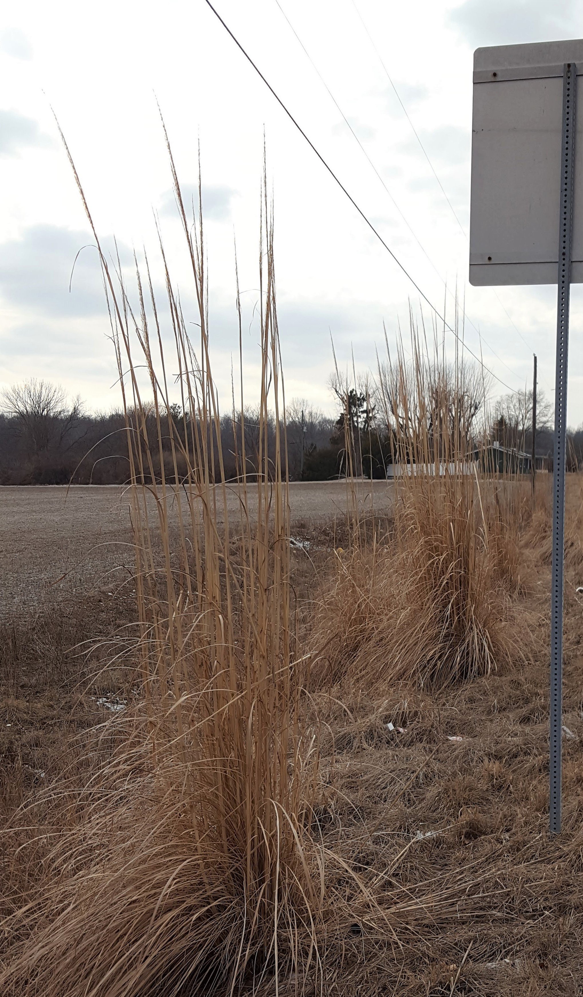 Dormant Ravenna Grass clumps that have naturalized along a highway
