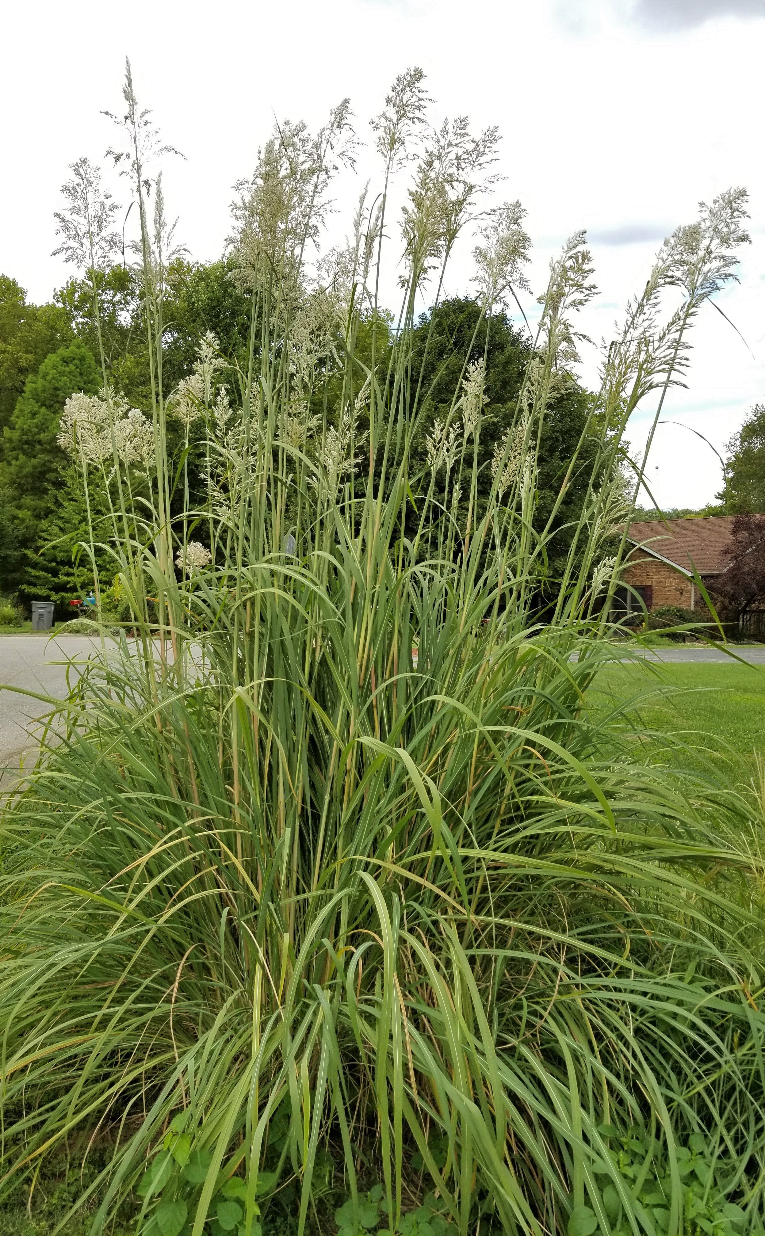 A clump of Ravenna Grass planted in a landscape