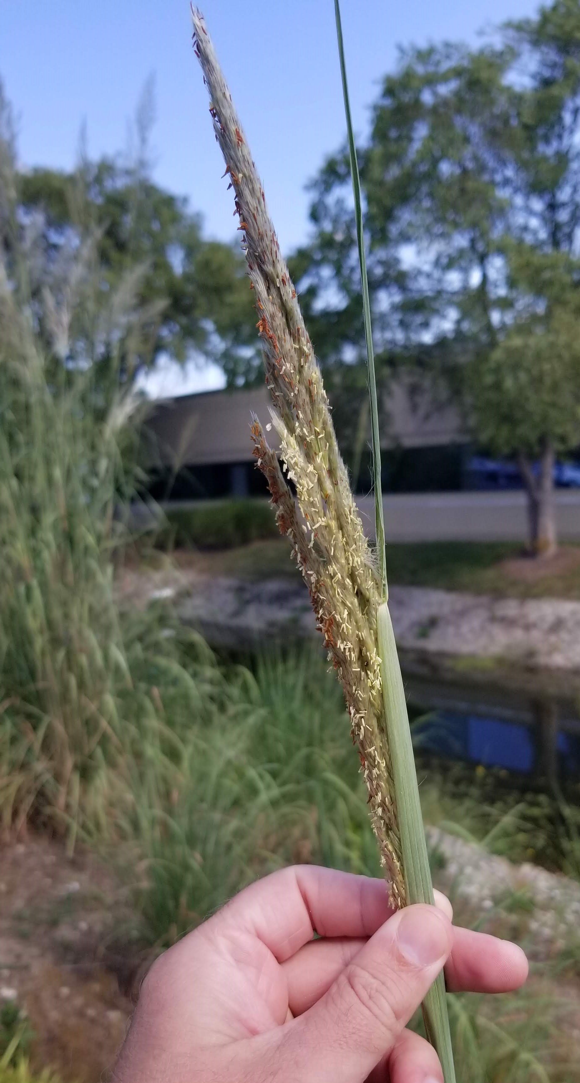 The inflorescence of Ravenna Grass developing with flowering spikelets